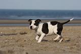 STAFFIE 254